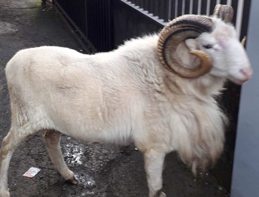 Harga Hewan Qurban Mutiara Hijrah Bogor